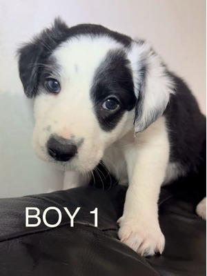 Border Collies For Sale
