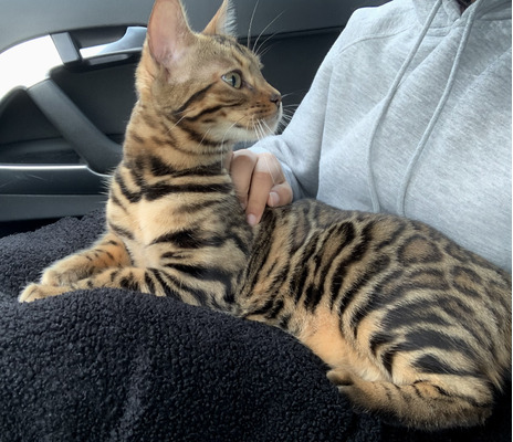 Cute Bengal For Sale