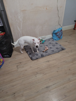 Gorgeous white Staffordshire bull terrior | UKPets