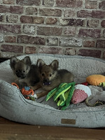 2 male pomchis for sale