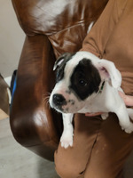 2 staffy cross puppies for sale