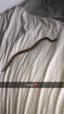 Python Snake For Sale