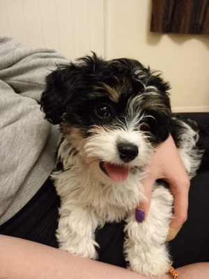 Cavachon puppies for sale 2024 wirral