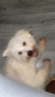 Mixed toy breed for sale