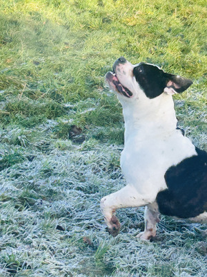 Dorset Olde Tyme Bulldogge for Rehoming