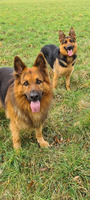 Stunning German Shepherd Puppies For Sale - 5 of 14 Remaining