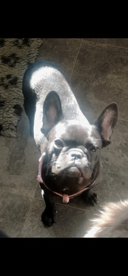 Available French Bulldogs