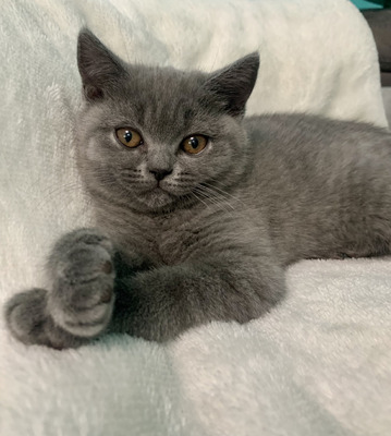 British Shorthair Cats and Kittens For Sale in the UK