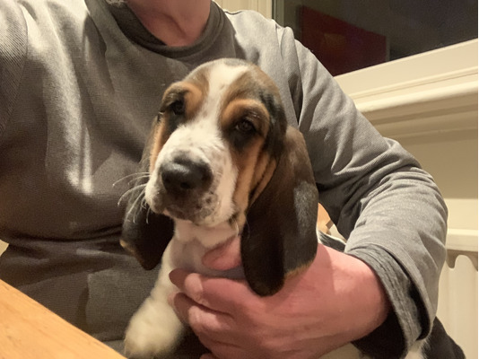 Basset Hounds for Rehoming