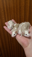 Female mice