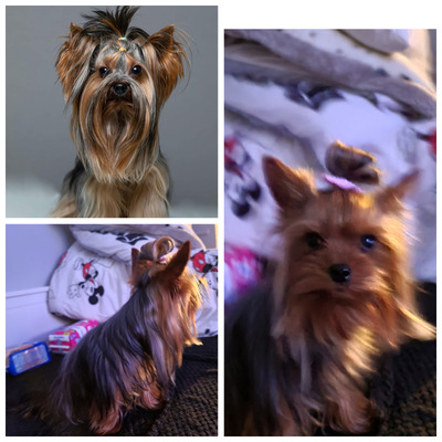 Yorkshire terrier KC REG pedigree | UKPets