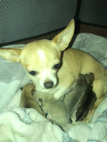 3 beautiful very tiny chihuahua puppies for sale