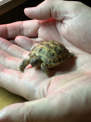 Tortoise For Sale in the UK