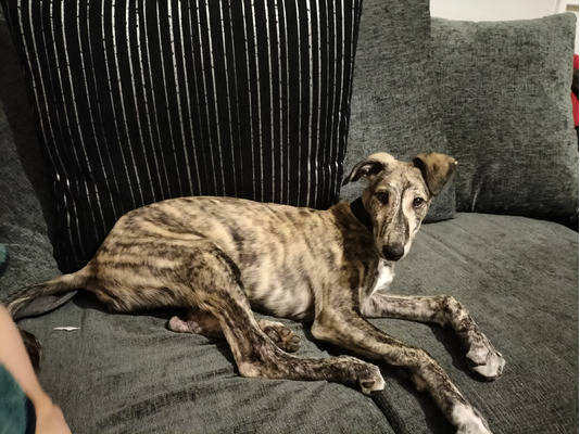 Lurcher Dogs Breed