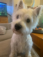West Highland Terrier For Sale in Great Britain