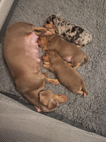 Beautiful Isabella and tan dachshund puppies for sale