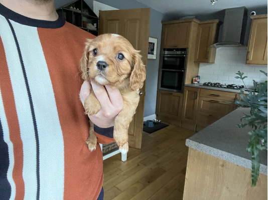 Cavalier King Charles Spaniel for Rehoming