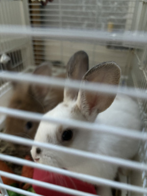 Dwarf Lop For Sale in the UK