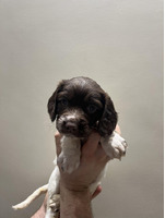 7 Springer spaniel puppies for sale