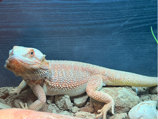 Bearded Dragon for Rehoming