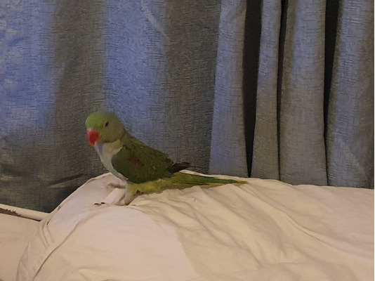 Beautiful alexandrine talking parrot reluctant sale | UKPets