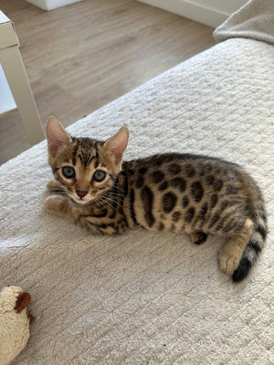 Cute Bengal For Adoption