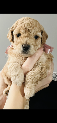Poochon for Rehoming