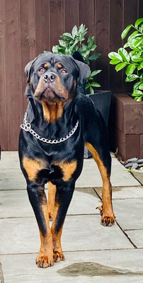 Rottweilers For Stud