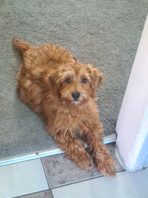 Cockapoo For Sale in the UK