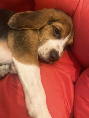 Beagle for sale | UKPets