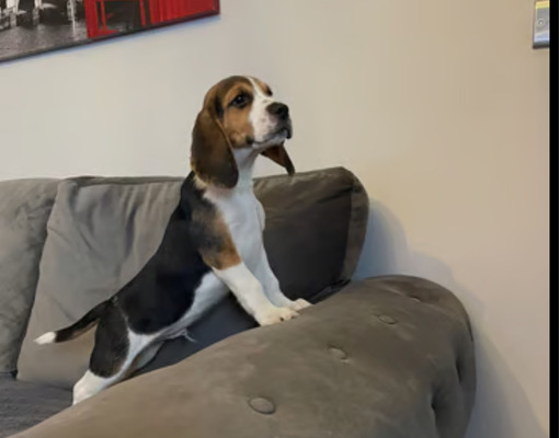 Beagle Online Ad