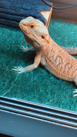 Bearded Dragon Reptiles and Amphibians Breed