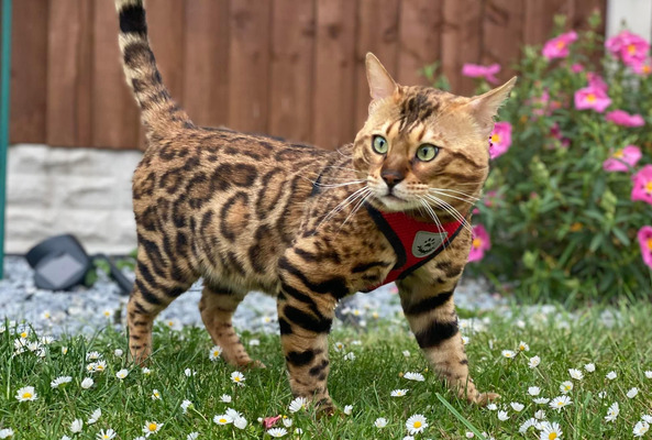 Bengal For Stud in the UK