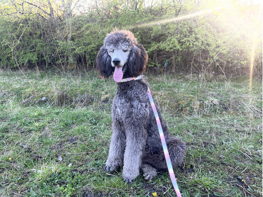 Standard Poodle Dogs Breed