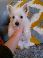 West Highland Terrier For Sale in the UK