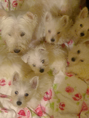 West Highland Terrier For Sale in the UK