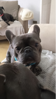 French Bulldog For Sale in the UK
