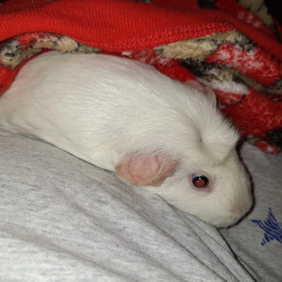 Guinea Pig For Sale in the UK