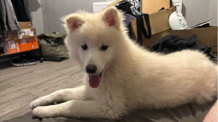 Pomsky For Sale in Great Britain