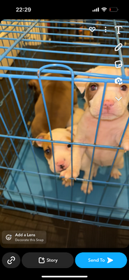 Available American Bulldogs
