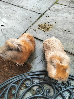 Guinea Pig for Rehoming