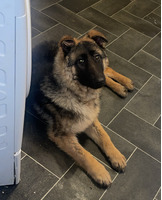 5 month old German shep pup for sale