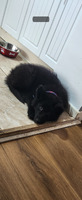 Black German shepherd puppy for sale