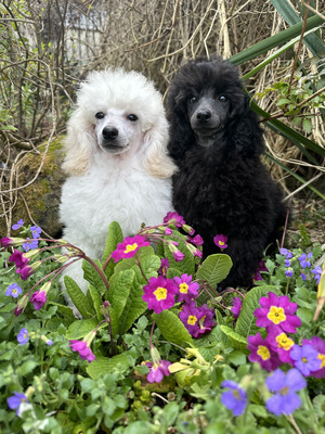 Toy Poodles for Rehoming