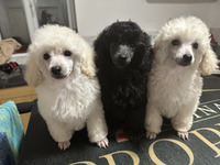 KC TOY POODLE PUPS, PRA CLEAR, TWO LEFT, FULL VACS