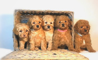 QUALITY F1B CAVAPOO PUPPIES FROM 5-STAR LICENSED BREEDER