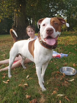 American bulldog x staff | UKPets