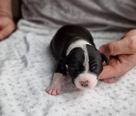 American Staffordshire terrier s For Sale