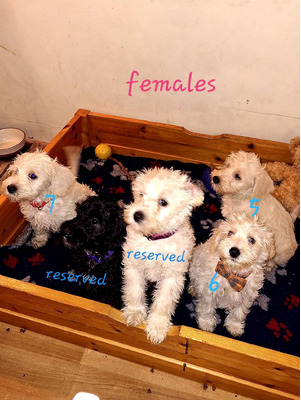 Schnoodle For Sale in the UK