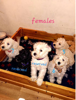 Schnoodle For Sale in the UK
